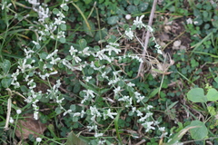 Aerva lanata